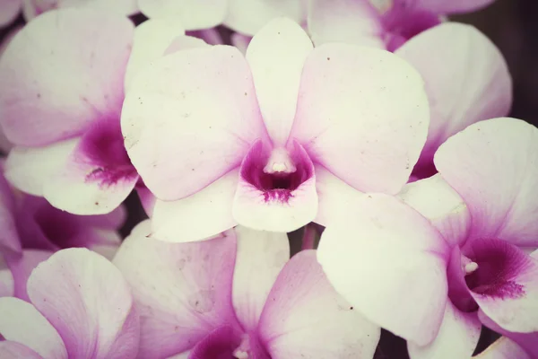 Vintage orkidé blommor — Stockfoto