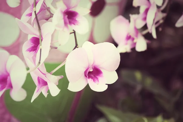 Vintage orchid flowers — Stock Photo, Image