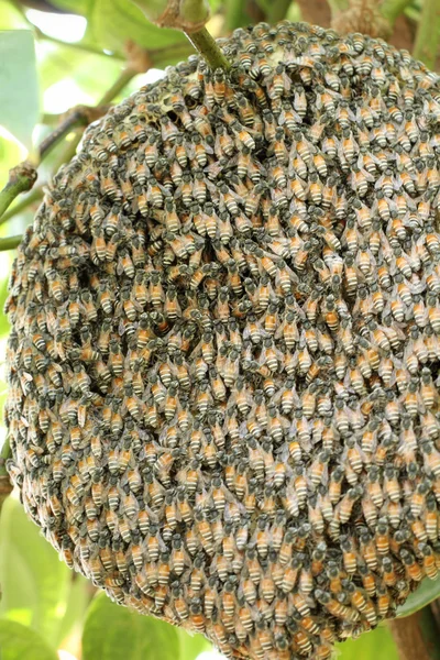 Favi e api — Foto Stock