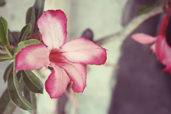 Vintage impala lily flower — Stockfoto