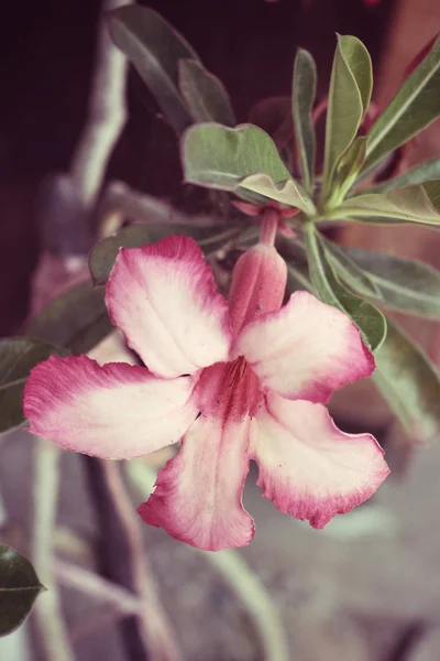 Vintage impala lily květina — Stock fotografie