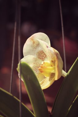 Vintage beyaz orkide çiçekleri