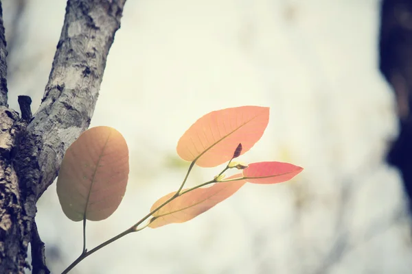 Folhas vermelhas no outono — Fotografia de Stock