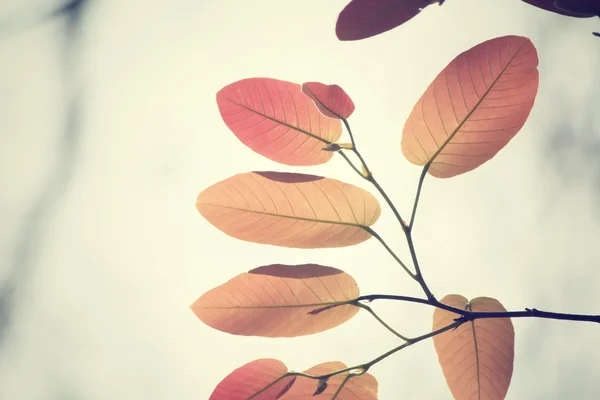 Červené listy na podzim — Stock fotografie