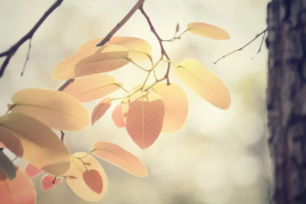 Rode bladeren in de herfst — Stockfoto