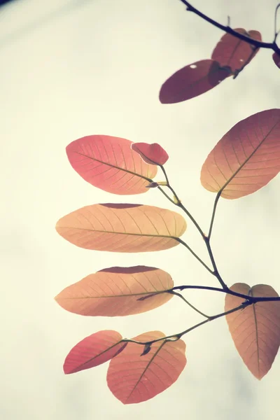 Červené listy na podzim — Stock fotografie