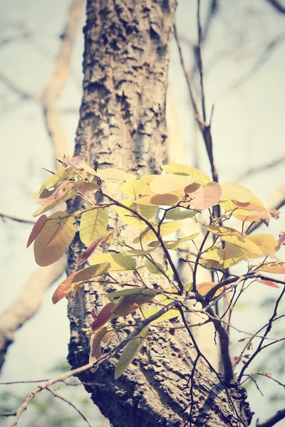 Czerwone liście jesienią — Zdjęcie stockowe
