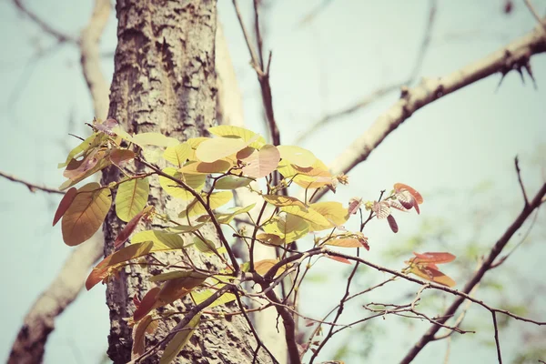 秋の紅葉 — ストック写真