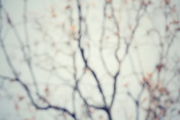 Sfocato di foglie in autunno — Foto Stock