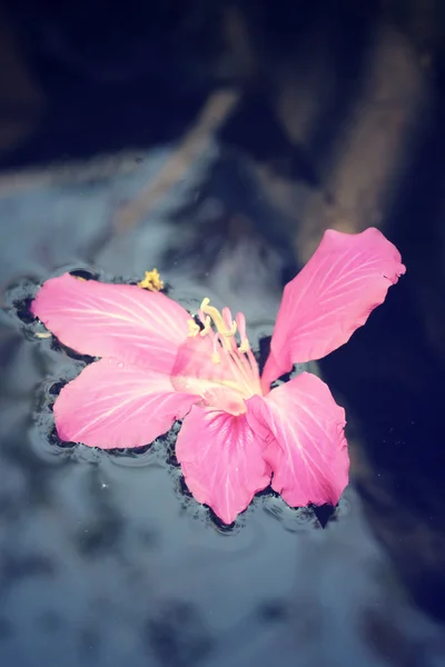 Vintage ροζ λουλούδι — Φωτογραφία Αρχείου