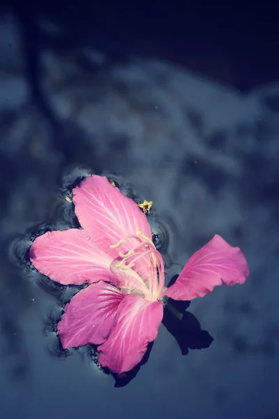Vintage rosa blomma — Stockfoto
