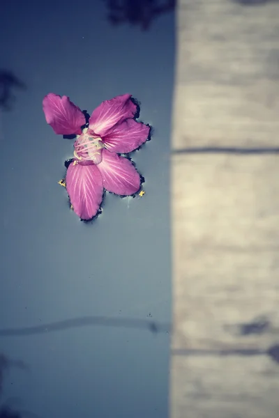 Vintage růžový květ — Stock fotografie