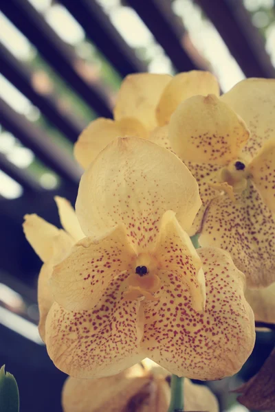 Vintage gele orchideebloemen — Stockfoto