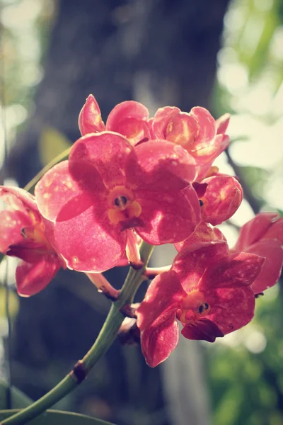 Vintage red orchid flowers — Stock Photo, Image