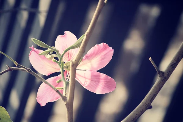ヴィンテージのピンクの花 — ストック写真