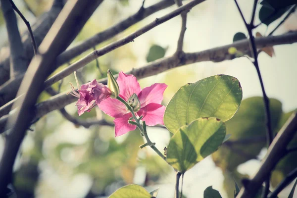 Вінтаж рожева квітка — стокове фото
