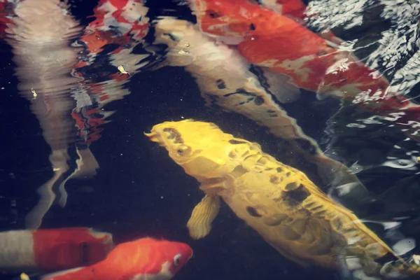 Vintage koi — Stock fotografie