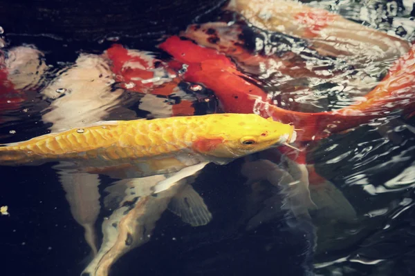 Vintage koi — Stockfoto