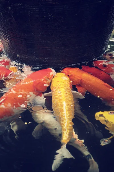 Vintage koi — Stock fotografie