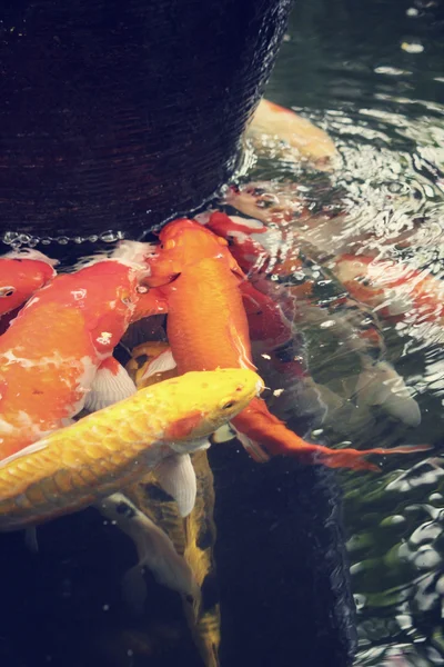 Vintage koi — Stockfoto