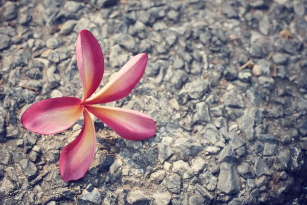 石の上のピンクのプルメリアの花 — ストック写真