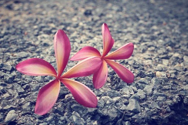 Розовый цветок франджипани на камне — стоковое фото