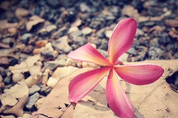 Rosa frangipani blomma på stenen — Stockfoto