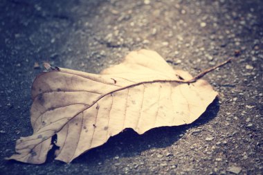 Kurutulmuş Yapraklar