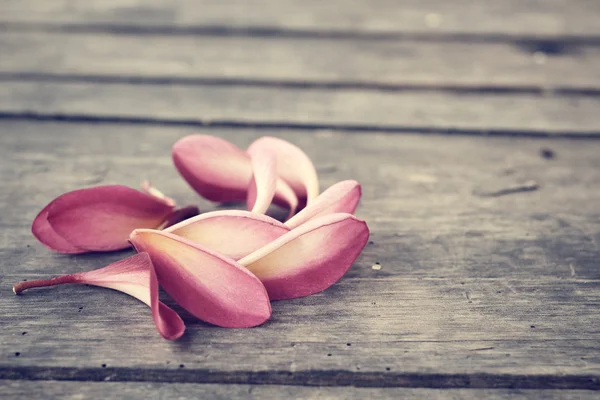 Kronblad frangipani blomma — Stockfoto