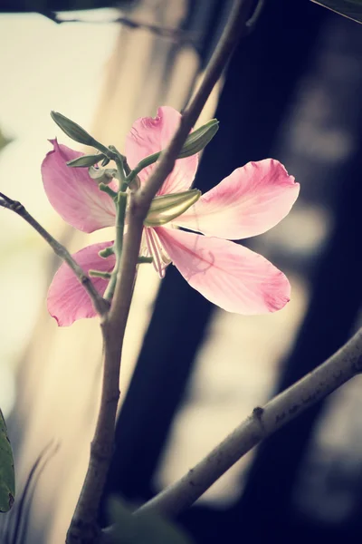 Vintage pink flower — Stock Photo, Image