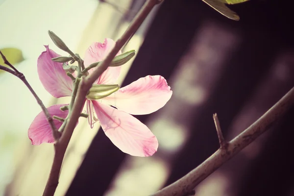 ヴィンテージのピンクの花 — ストック写真