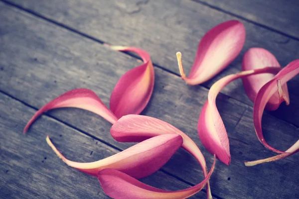 Pétalos flor frangipani — Foto de Stock