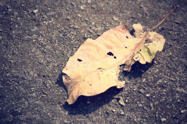 Dried leaves — Stock Photo, Image