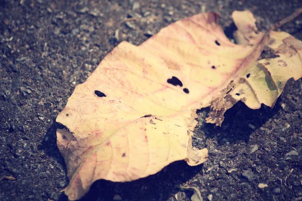 Dried leaves — Stock Photo, Image