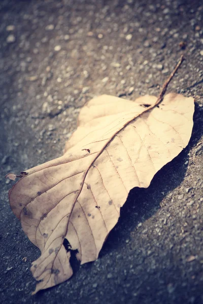 Torkade blad — Stockfoto