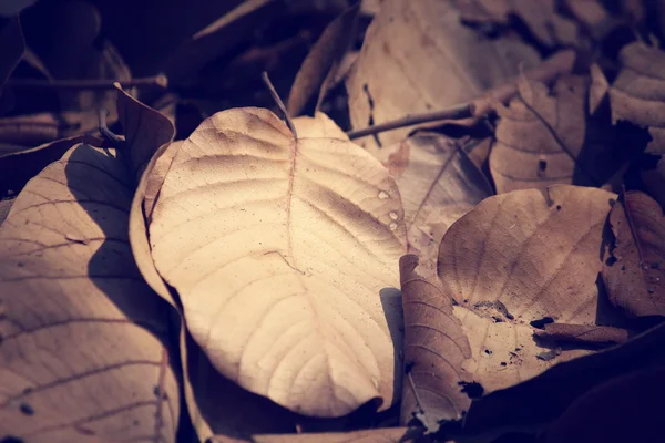 Висушені листя — стокове фото