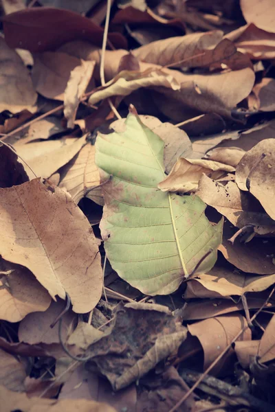 Feuilles séchées — Photo