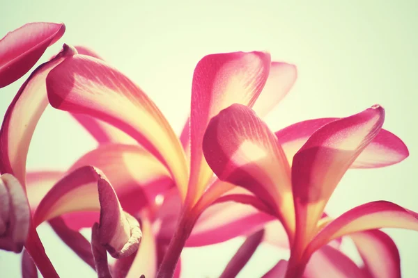 Flores frangipani aisladas — Foto de Stock