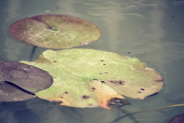 Lotus leaves — Stock Photo, Image
