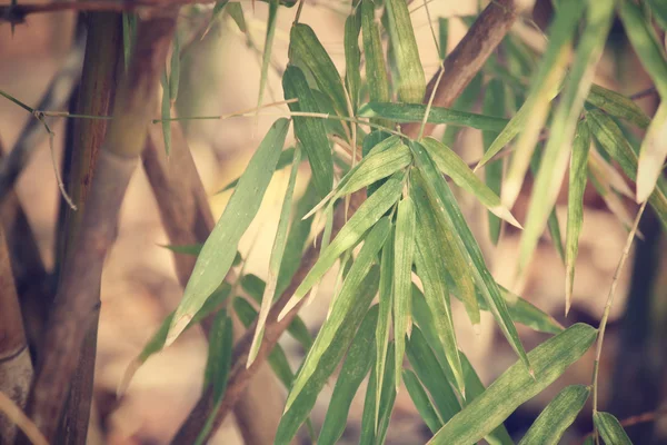 Bambu. — Stok fotoğraf