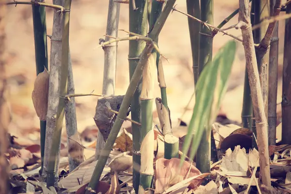 Bamboo — Stock Photo, Image