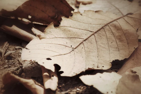 Feuilles séchées — Photo