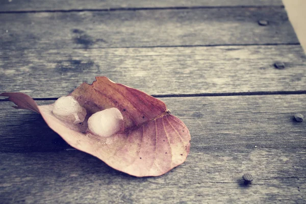 Feuilles séchées avec glaçons — Photo