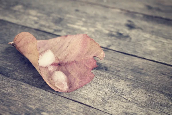 Hojas secas con hielo — Foto de Stock