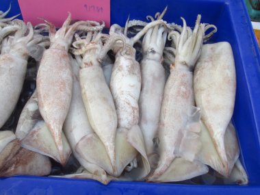 Fresh squid