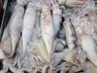Fresh squid
