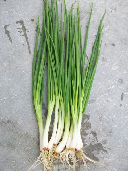 Spring onions — Stock Photo, Image