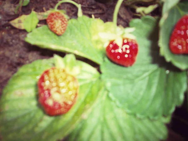 Blurred of fresh strawberries — Stock Photo, Image