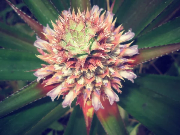 Ananas boom — Stockfoto