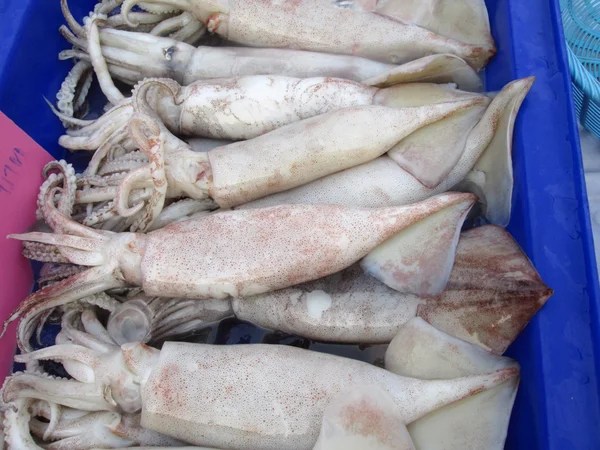 Fersk blekksprut – stockfoto